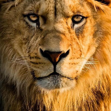 Lions Den - Zoo Accommodation Τσέστερ Εξωτερικό φωτογραφία
